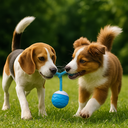 La pelota de frambuesa - Juguete interactivo para perros