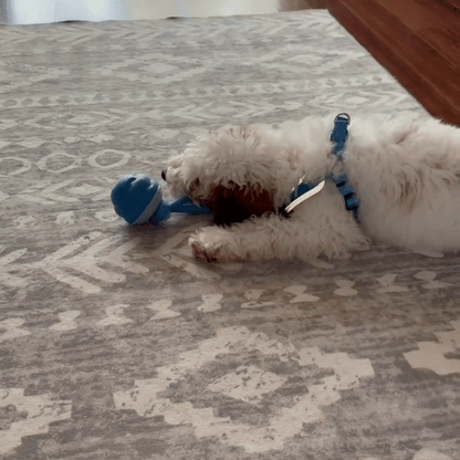 La pelota de frambuesa - Juguete interactivo para perros